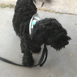 Meet your Posher, Ian